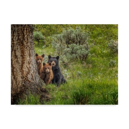 Trademark Fine Art Galloimages Online 'Sow And Cubs Family' Canvas Art, 18x24 ALI34894-C1824GG